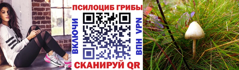 Псилоцибиновые грибы GOLDEN TEACHER Талица